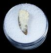 Dromaeosaur (Raptor) Tooth - Two Medicine Formation #3848-1